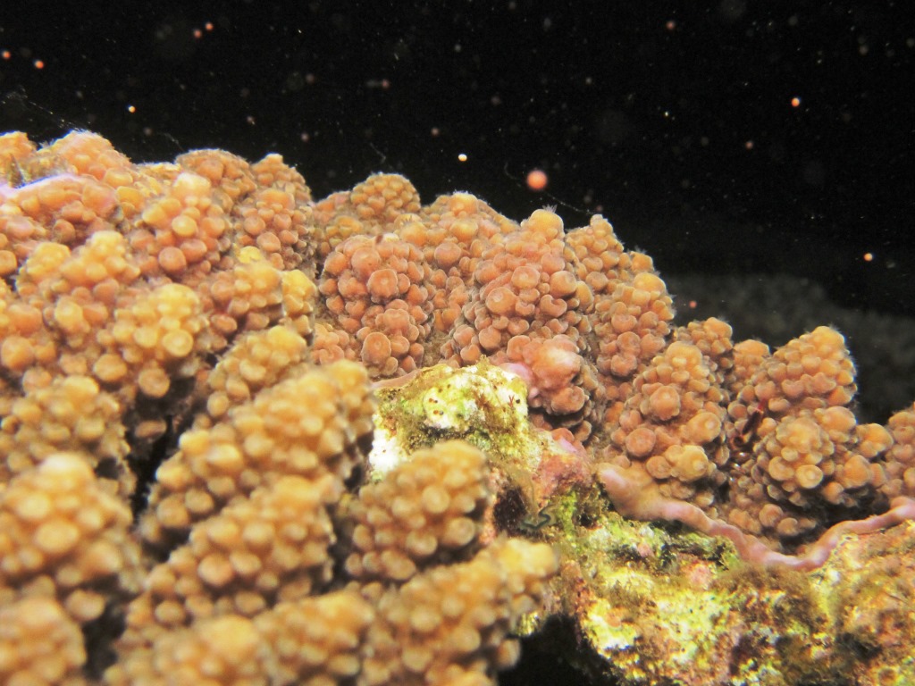 2013年サンゴの産卵　沖縄本島
