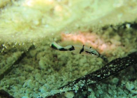 アジアコショウダイ幼魚 沖縄 恩納村 ダイビング ブルーリーフ