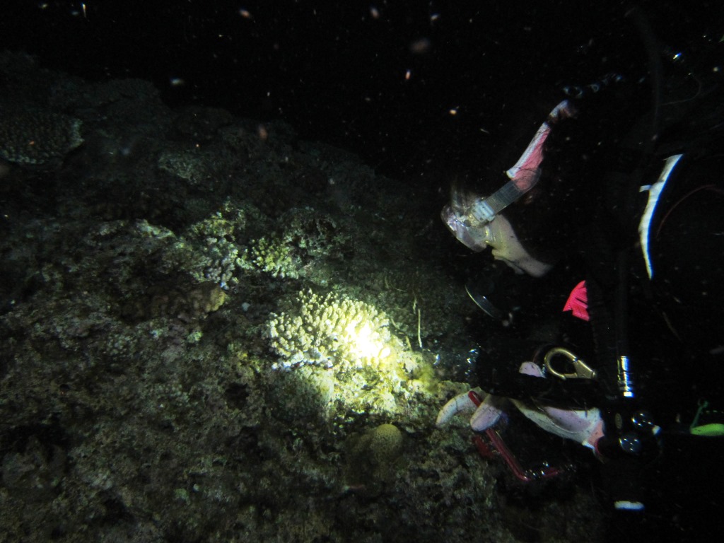 沖縄ナイトダイビング　サンゴ産卵