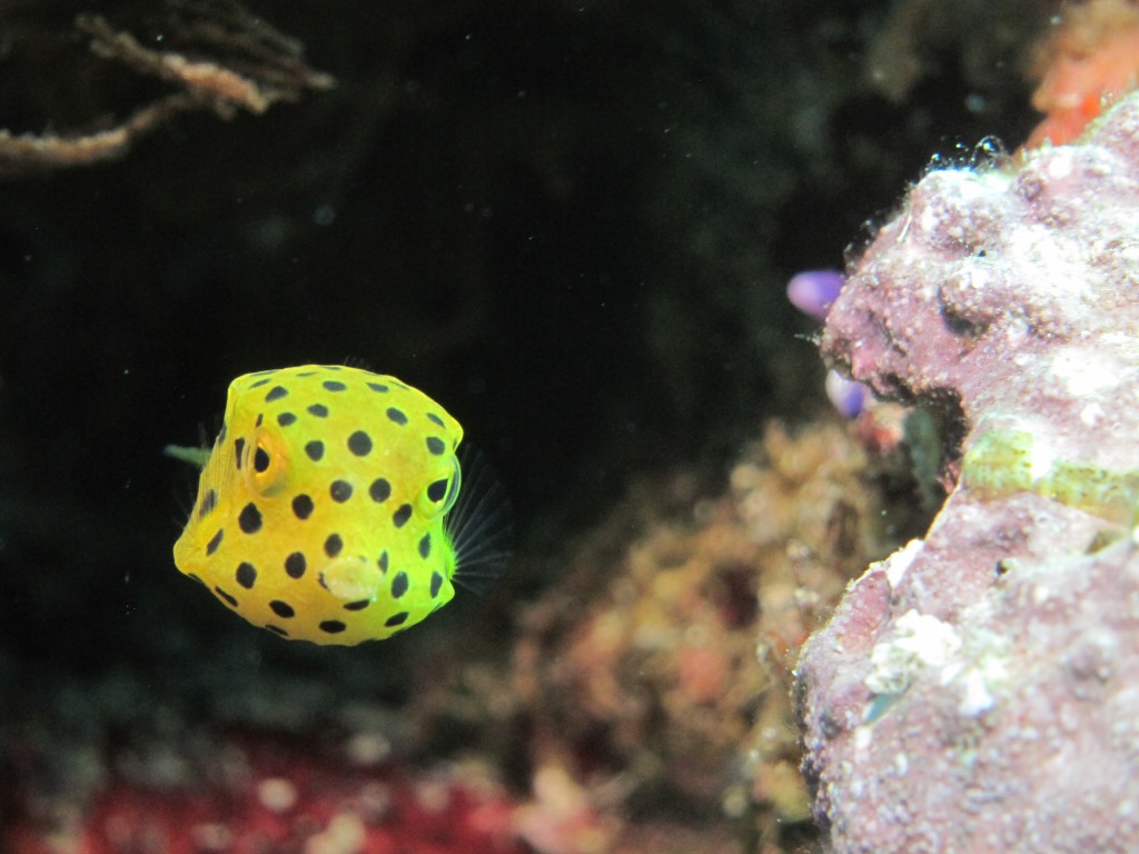 ミナミハコフグ幼魚 沖縄 恩納村 ダイビング ブルーリーフ