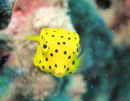 ミナミハコフグ幼魚 ブルーリーフ 沖縄 恩納村 ダイビング ブルーリーフ