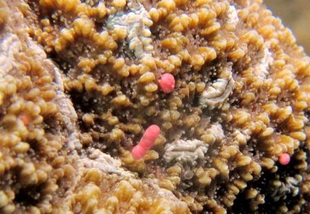 2015珊瑚の産卵｜ブルーリーフ