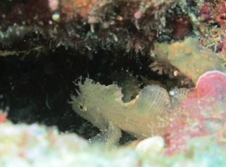 ハダカハオコゼ幼魚