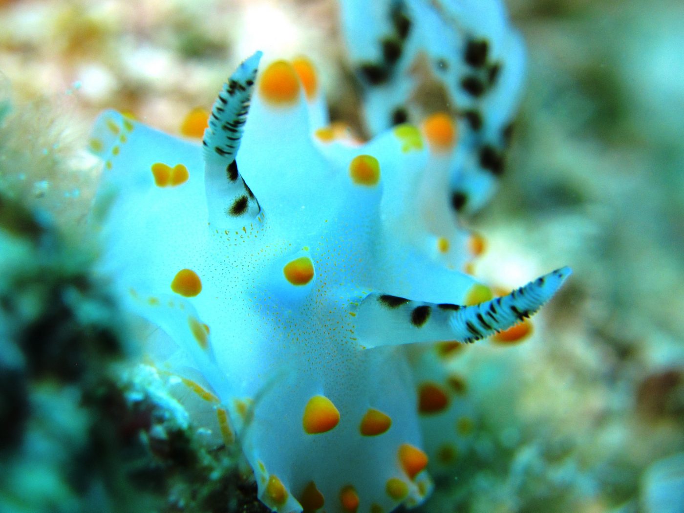 コンペイトウウミウシ