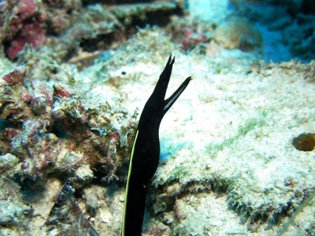 ハナヒゲウツボ幼魚｜ブルーリーフ
