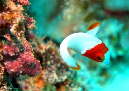 イロブダイ幼魚｜ブルーリーフ