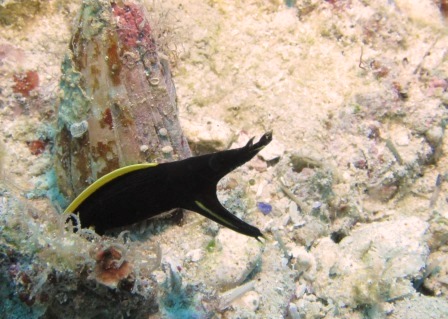 ハナヒゲウツボ幼魚｜ブルーリーフ