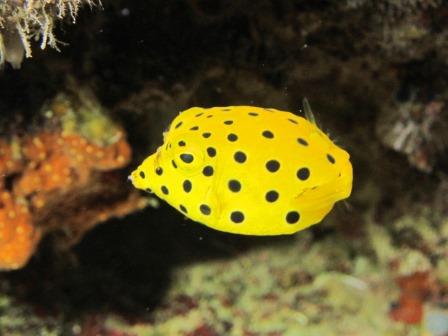 ミナミハコフグ幼魚｜ブルーリーフ