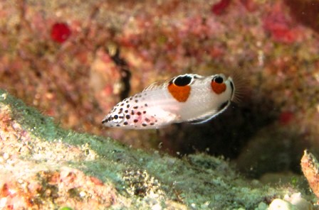 カンムリベラ幼魚｜ブルーリーフ