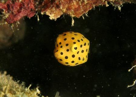 ミナミハコフグの幼魚｜ブルーリーフ