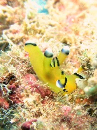 ウデフリツノザヤウミウシ｜ブルーリーフ