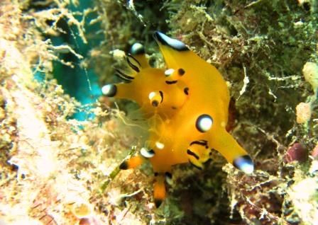 ウデフリツノザヤウミウシ交接｜ブルーリーフ
