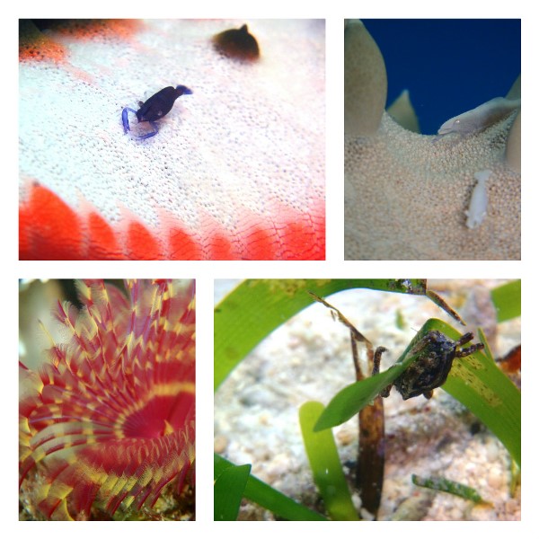 collage_photocata