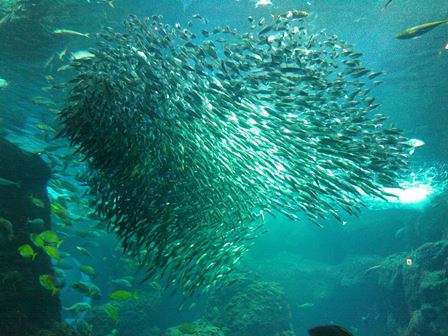 江の島水族館4