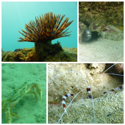 collageg_photocat