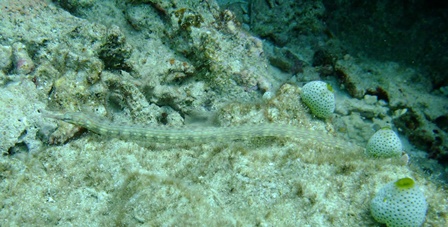 イシヨウジ