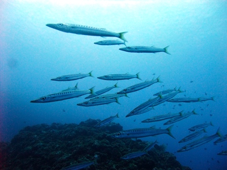 カマスDSCF0079