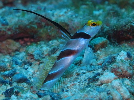 ヒレナガネジリンボウ
