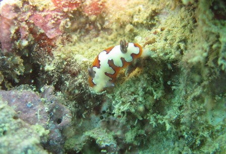 フジナミウミウシ