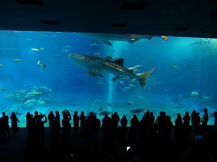 美ら海水族館1