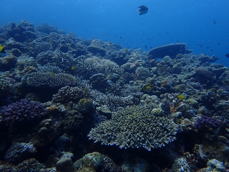 水納島サンゴ