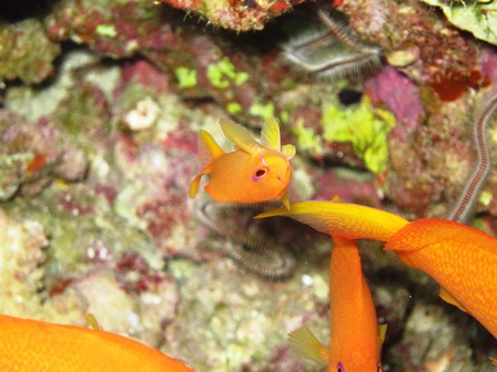 キンギョハナダイ
