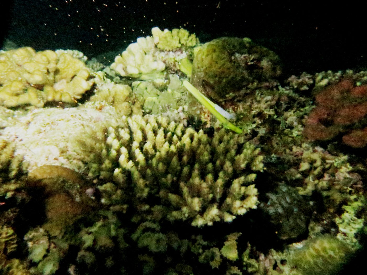 サンゴの産卵調査｜ブルーリーフ