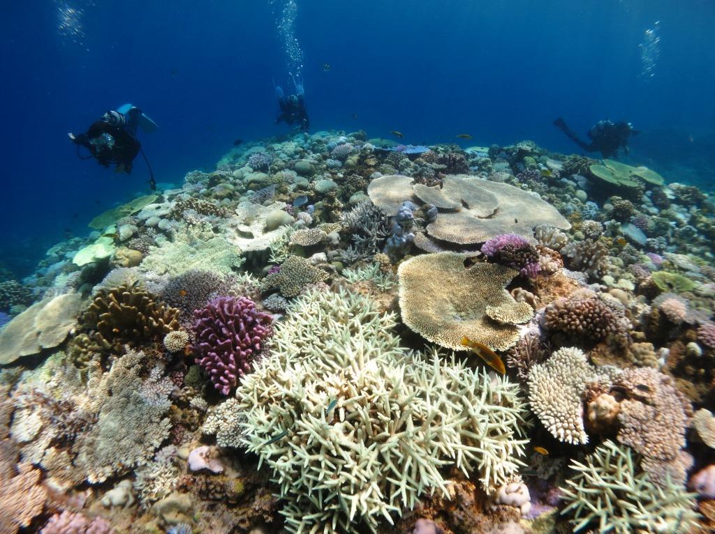 水納島サンゴ白化