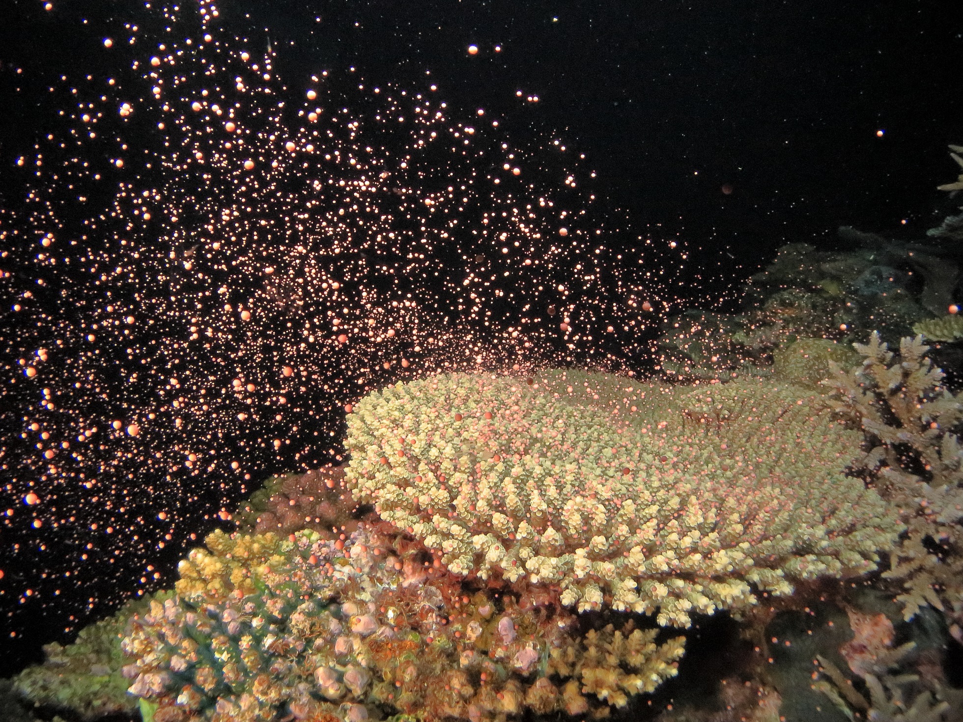夜の海でサンゴが一斉に産卵する様子を写した写真(沖縄恩納村・ナイトダイビング観察)