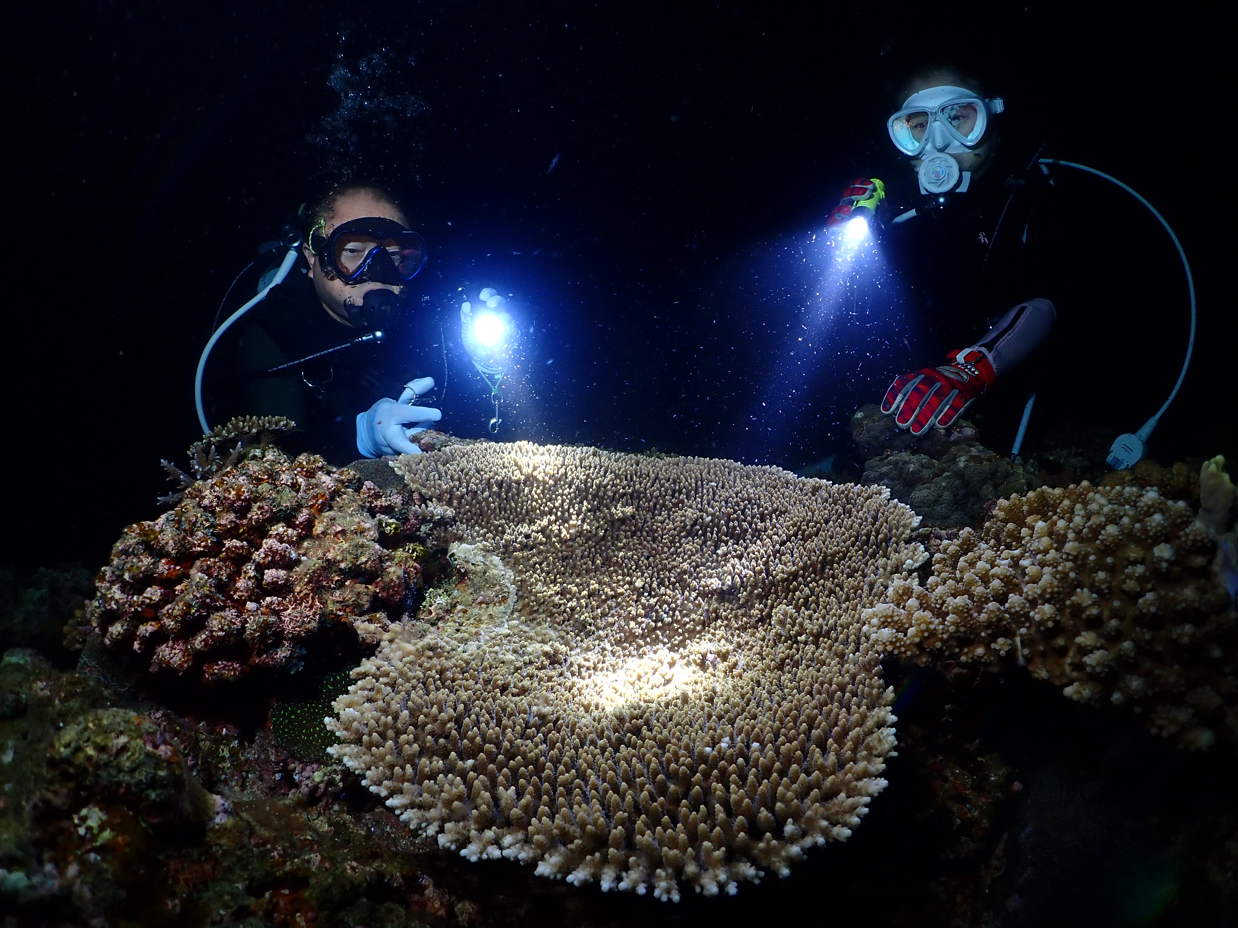 夜の海でサンゴ産卵を観察するダイバーたちの写真(沖縄・恩納村)